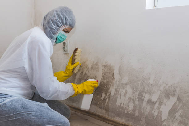 Mold Odor Removal Services in Coldstream, OH