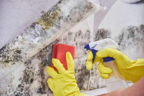 Best Comprehensive Air Testing for Mold Contaminants  in Coldstream, OH